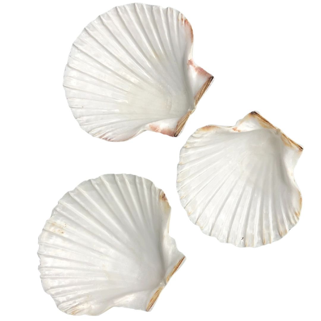 Dekoratív fésűkagyló faszenes füstöléshez vagy gyógynövényes kötegek füstöléséhez az indián tradíció alapján.